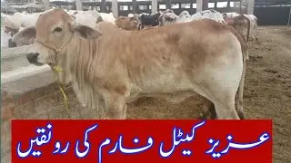 Aziz Cattle Farm Par Ronkain Dobara Sy Abad