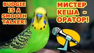 Mister Kesha is a Smooth Talker!  He is 12 years old and speaks Russian! English  subtitles