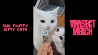 THE FLUFFY KITTY CATS - CUDDLES [OFFICIAL STREAM] (2023) SW EXCLUSIVE