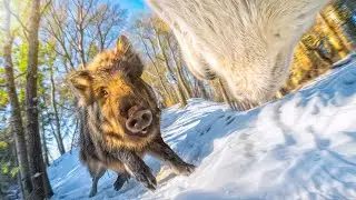 A fluffy gang against a wild boar gang! | First-person hunting