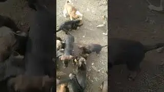 чуть не съели)))