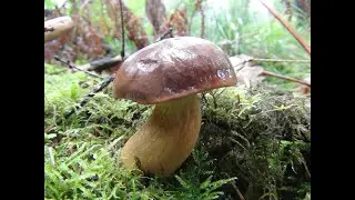 Identifying the Bay Bolete, Imleria badia