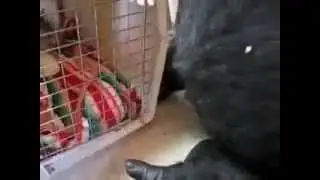 Любимый котёнок обезьяны!