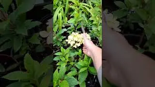 Зацвели черенки метельчатой гортензии.#гортензия #