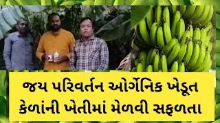 કેળાંની ઓર્ગેનિક ખેતીમાં  ખેડૂતે  મેળવી સફળતા  (ગામ સરપંચ)  || 6354195365 || Jay Parivartan  || Org