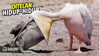 20 Most Incredible Bird Attacks Caught on Camera