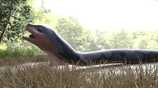 Snake Vore 