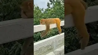gibbon monkey / gibbon monkey video / funny pets /