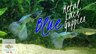 BLUE METAL LACE GUPPIES, CARIDINA SHRIMP, AND CHANGES TO THE FISH ROOM