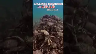 🦀 Atlantic Horseshoe Crab #shorts #crab