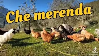 una merenda estiva alle galline