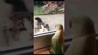 Попугай и кот играют в прятки