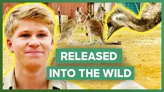 The Irwins Release 3 Kangaroos And An Emu Into The Wild | Crikey! It's The Irwins