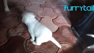Labrador puppies