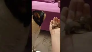 улитка улиточка) 😃 собака общение питание улитка 🐌
