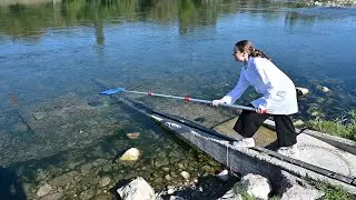 Surface net for telescopic rod - sampler for pools, tanks and open waters