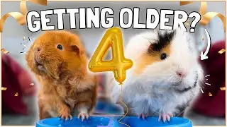 Do THIS for Your Older Guinea Pigs! 🐹