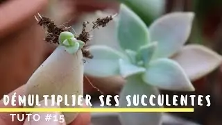 Comment bouturer ses plantes grasses - TRÈS FACILE -  TUTO #15
