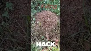 How to use WATER to kill Ants!