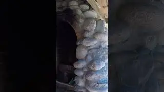 Усадьба Лебедь Турочак Республика Алтай Часть 332 #Shorts