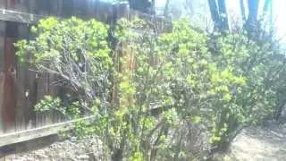 Building a Victory Garden