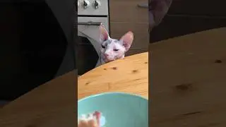 А потом он сожрал меня #шортс #жиза