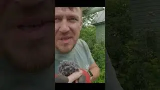 Будни Абиссинщика