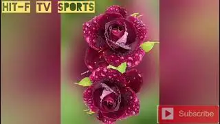 ICC men's one-day international cricket rankings|| HIT-F TV Sports