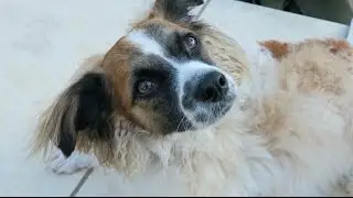 Downtown Dog Park!