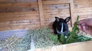 Feeding a Velocirabbit 🐇