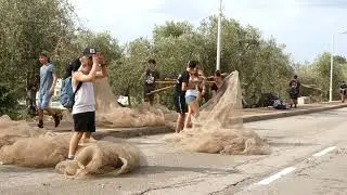 מסיק במצובה בלי זיתים. Olive harvest in Matzuva without olives