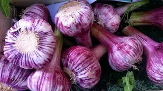 Top 5 Reasons to Plant Garlic Russian Red