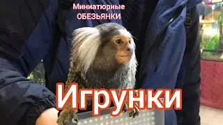 Игрунки -  обезьянки, родина Южная Америка