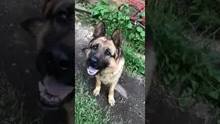 Обеликс