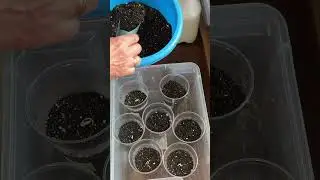Посев огурцов на рассаду для ОГ #shorts  #дача #огород #сад