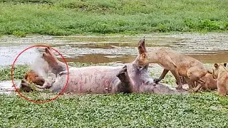 Dead Hippo Farts In Lion's Face!
