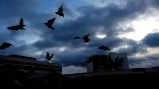 ГОЛУБИ | მტრედები
