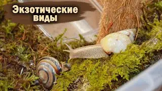 РАЗБОР ВСЕХ ВИДОВ ДРЕВЕСНИКОВ