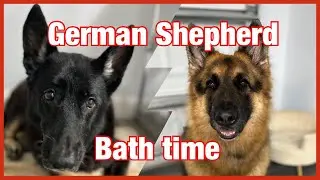 Two big German Shepherds getting a deshedding bath