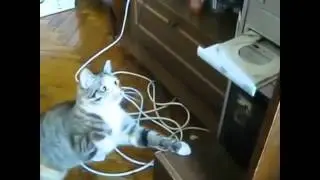 [HD] Funniest Cats Ever