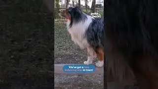 Just a dog casually slaying the balance game  