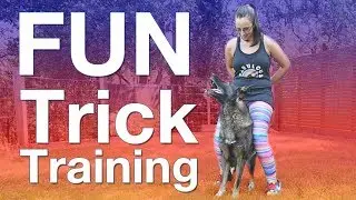 FUN Trick Training with Working Line German Shepherd Dog