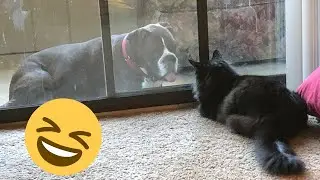 Try Not To Laugh at These Silly Animals!