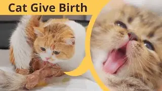 My Cat Giving Birth to 2 Kittens With Complete Different Breed!