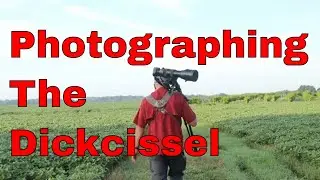 Catching A Dickcissel On Camera During A Scorching Summer Day