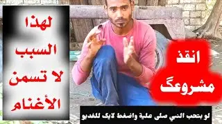 لهذا السبب لا تسمن الأغنام بتاكل كتير ومش طالع عليها والسـبب ؟ تعالة اقولك علي الحل ( انقذ مشروعگ )