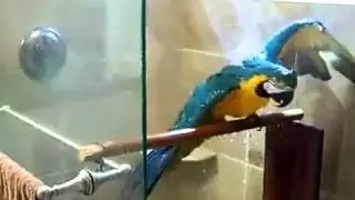 Попугай принемает душ