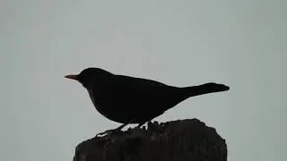 Blackbird song - Turdus merula - შავი შაშვი