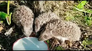 Маленькие ёжики остались без мамы🦔🦔