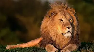 Free 4K Lion - No Copyright Stock Video - Free Video Footage